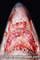 Porbeagle Shark fishing Photo - Andy Murch