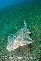Common Angel Shark Squatina squatina Photo - Andy Murch
