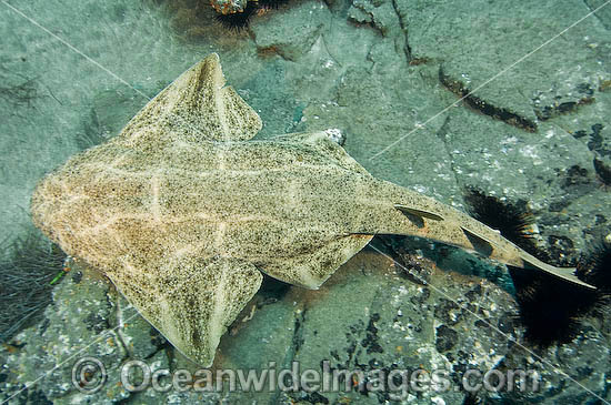 Common Angel Shark photo