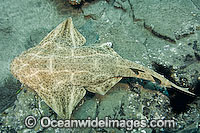 Common Angel Shark Photo - Andy Murch