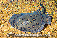 Motoro Ray Potamotrygon motoro Photo - Andy Murch