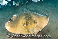Common Stingray Dasyatis pastinaca Photo - Andy Murch