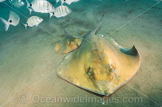 Common Stingray photo
