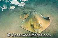 Common Stingray Photo - Andy Murch