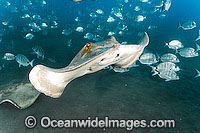 Common Stingray Dasyatis pastinaca Photo - Andy Murch