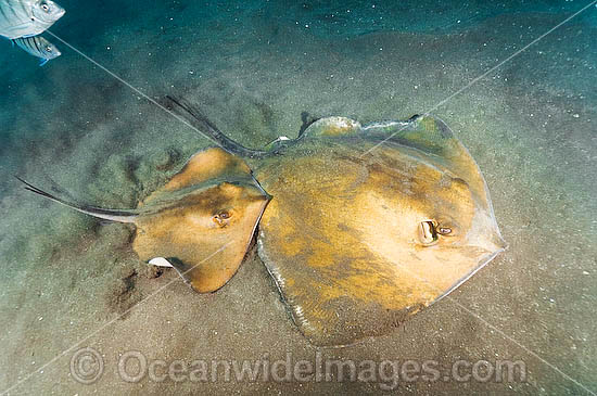 Common Stingray Dasyatis pastinaca photo Common Stingray Dasyatis pastinaca photo