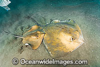 Common Stingray Dasyatis pastinaca Photo - Andy Murch