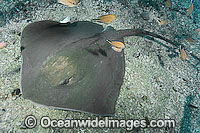 Roughtail Stingray Dasyatis centroura Photo - Andy Murch