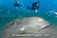 Roughtail Stingray Dasyatis centroura Photo - Andy Murch