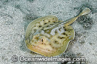 Cortez round stingray Photo - Andy Murch
