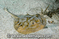 Cortez round stingray Urobatis maculatus Photo - Andy Murch