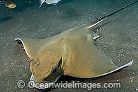 Common Eagle Ray Myliobatis aquila Photo - Andy Murch