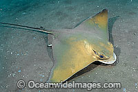 Common Eagle Ray Myliobatis aquila Photo - Andy Murch