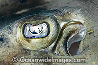 Banded Guitarfish Zapteryx exasperata Photo - Andy Murch