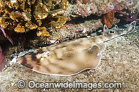 Banded Guitarfish Zapteryx exasperata Photo - Andy Murch