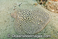 Marbled Torpedo Ray Torpedo marmorata Photo - Andy Murch