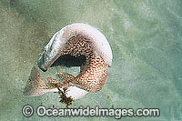 Marbled Torpedo Ray ready to shock Photo - Andy Murch