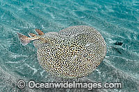 Marbled Torpedo Ray Torpedo marmorata Photo - Andy Murch