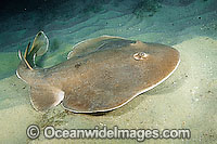Giant Electric Ray Narcine entemedor Photo - Andy Murch