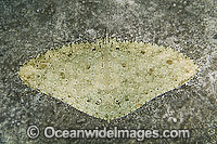 Spiny Butterfly Ray Gymnura altavela Photo - Andy Murch
