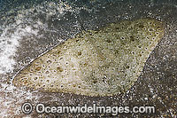 Spiny Butterfly Ray Photo - Andy Murch