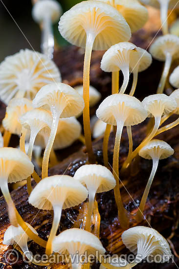 Australian Rainforest Fungi photo Australian Rainforest Fungi photo