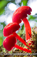 Australian Rainforest Fungi Photo - Gary Bell