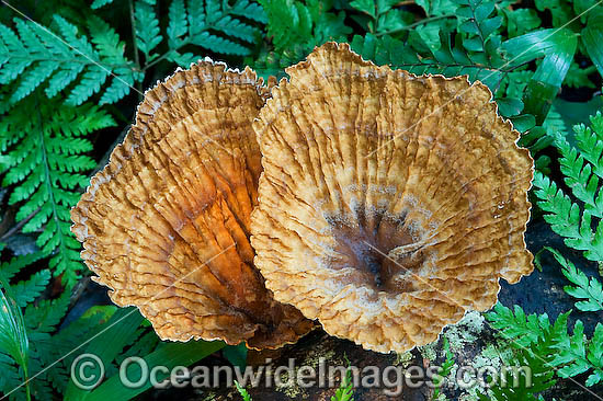 Fungi Cymatoderma elegans photo Fungi Cymatoderma elegans photo