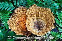 Fungi Cymatoderma elegans Photo - Gary Bell