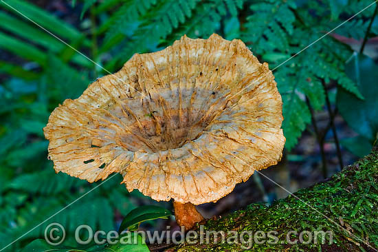 Australian Fungi Cymatoderma elegans photo Australian Fungi Cymatoderma elegans photo