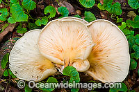 Australian Rainforest Fungi Photo - Gary Bell