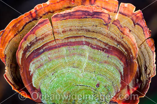 Fungi Trametes versicolor photo Fungi Trametes versicolor photo