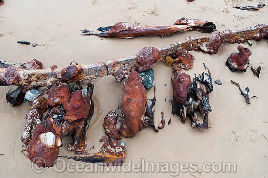 Woolgoolga Shipwreck photo Woolgoolga Shipwreck photo