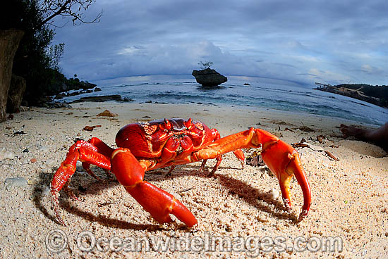 Christmas Island Red Crab on beach photo Christmas Island Red Crab on beach photo