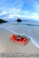 Christmas Island Red Crab Gecarcoidea natalis Photo - Justin Gilligan