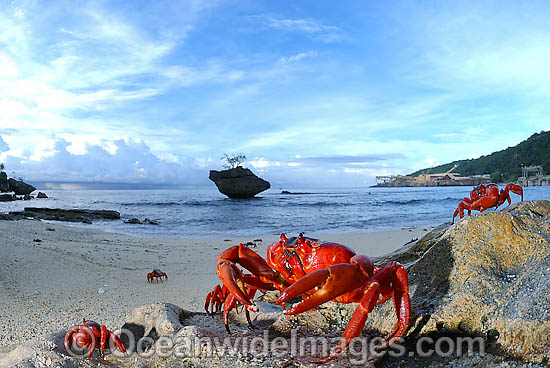 Christmas Island Red Crab on beach photo