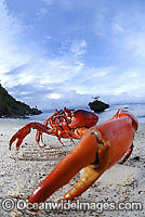 Christmas Island Red Crab on beach Photo - Justin Gilligan