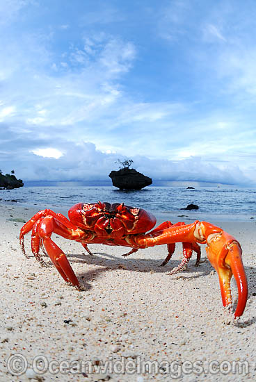Christmas Island Red Crab Gecarcoidea natalis photo