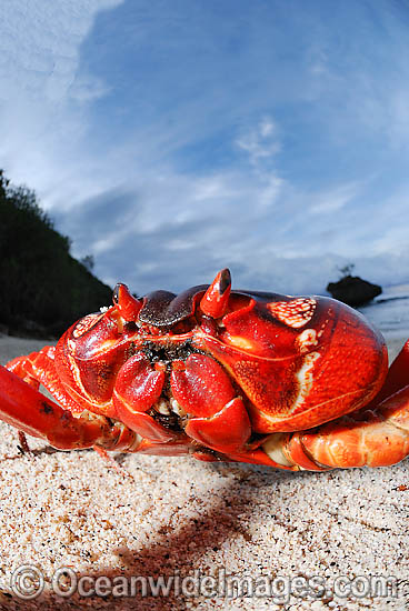 Christmas Island Red Crab on beach photo