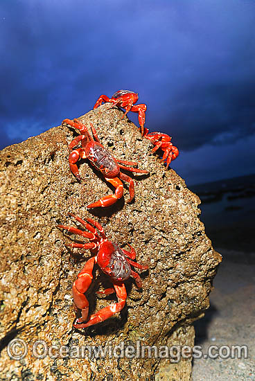 Christmas Island Red Crab on beach rock photo