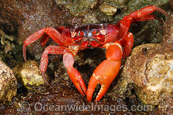 Christmas Island Red Crab on beach rock photo Christmas Island Red Crab on beach rock photo