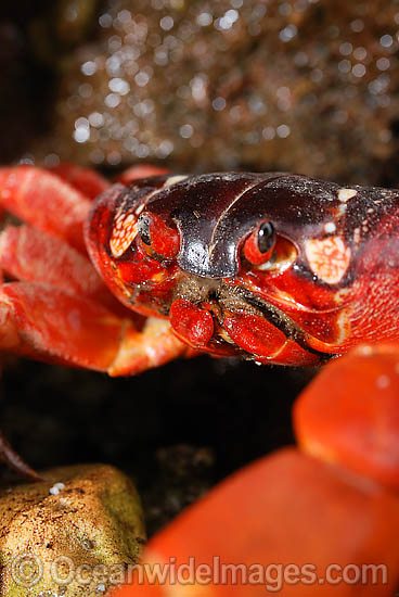 Christmas Island Red Crab Gecarcoidea natalis photo Christmas Island Red Crab Gecarcoidea natalis photo