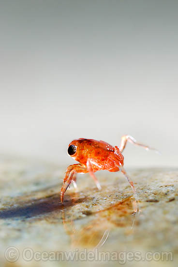 Christmas Island Red Crab larvae photo Christmas Island Red Crab larvae photo