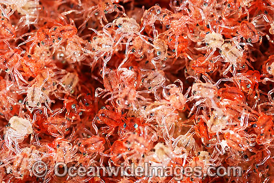 Christmas Island Red Crab larvae photo Christmas Island Red Crab larvae photo