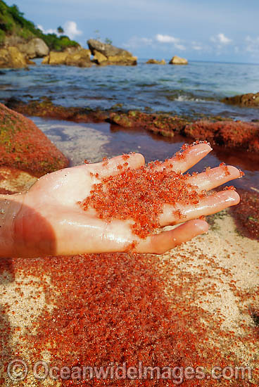 Christmas Island Red Crab larvae photo Christmas Island Red Crab larvae photo