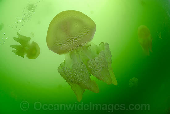 Blubber Jellyfish Catostylus mosaicus photo Blubber Jellyfish Catostylus mosaicus photo