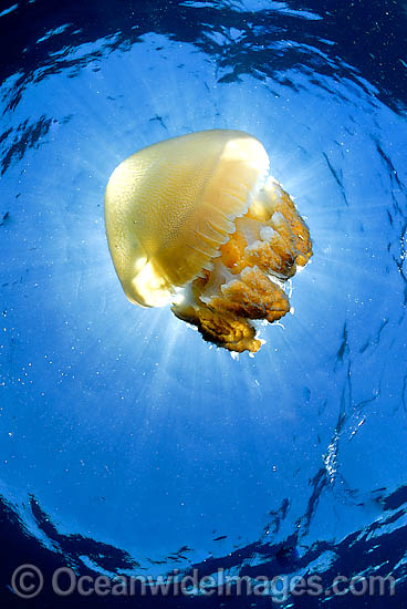 Blubber Jellyfish Catostylus mosaicus photo Blubber Jellyfish Catostylus mosaicus photo