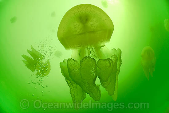 Blubber Jellyfish Catostylus mosaicus photo Blubber Jellyfish Catostylus mosaicus photo
