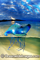 Portuguese Man-of-war Jellyfish Photo - Justin Gilligan