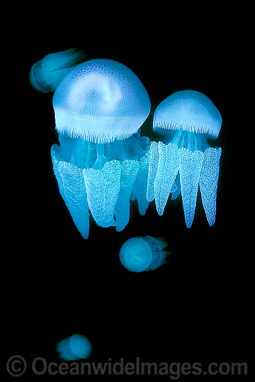 Blubber Jellyfish Catostylus mosaicus photo Blubber Jellyfish Catostylus mosaicus photo